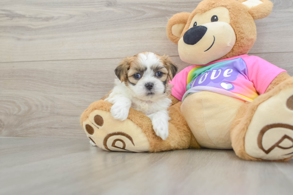 Smart Teddy Bear Designer Pup