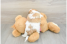 Petite Teddy Bear Designer Pup