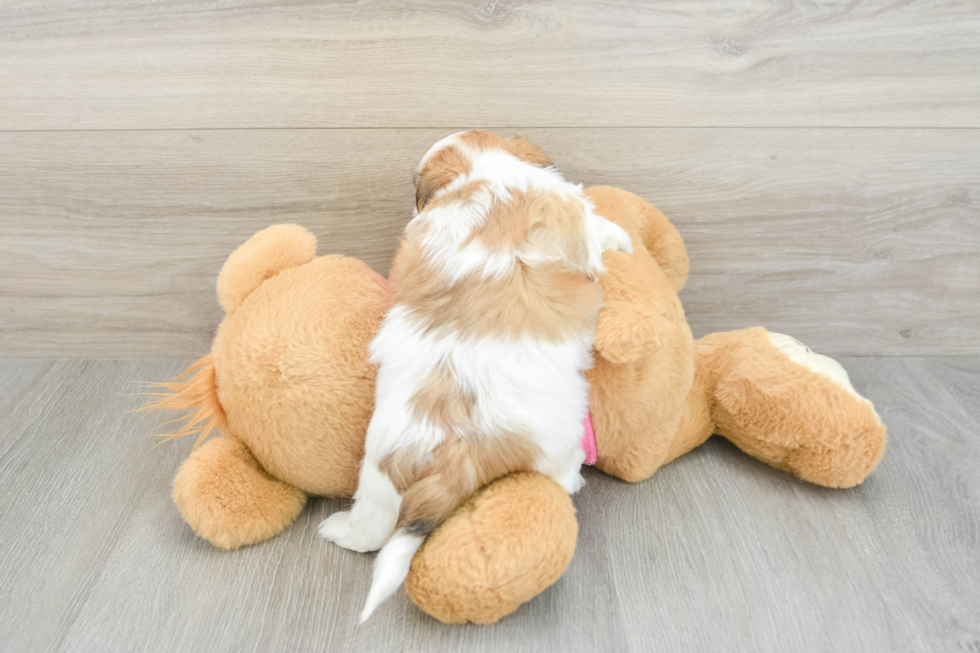 Petite Teddy Bear Designer Pup