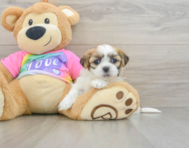 7 week old Teddy Bear Puppy For Sale - Lone Star Pups