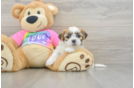 Teddy Bear Pup Being Cute