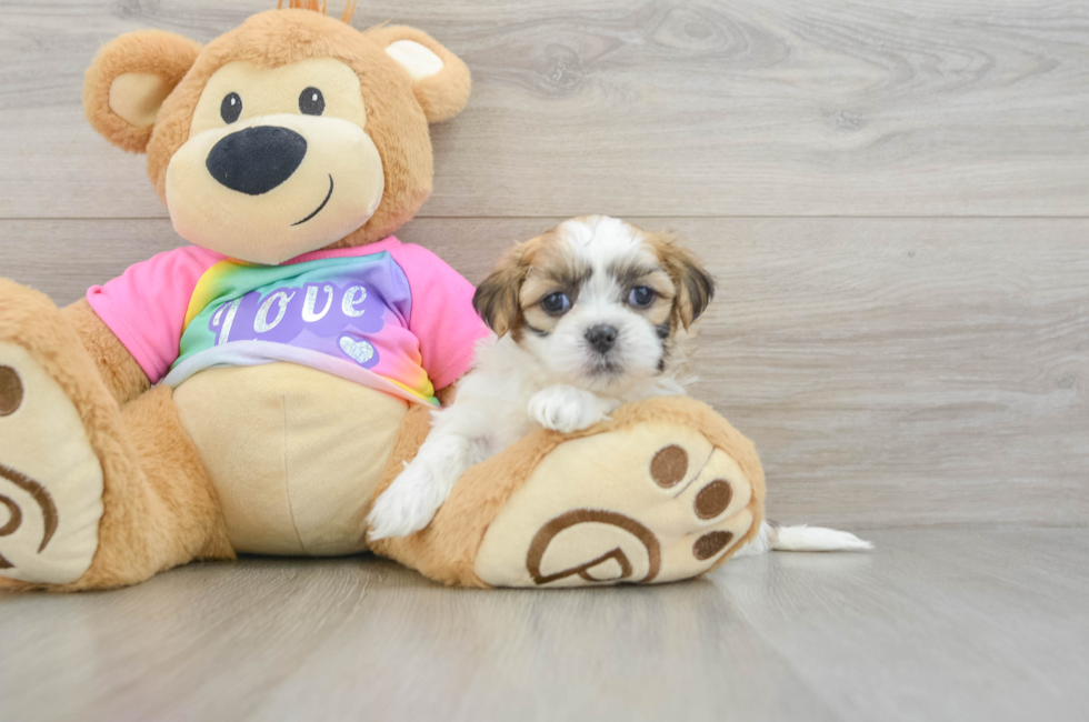 5 week old Teddy Bear Puppy For Sale - Lone Star Pups