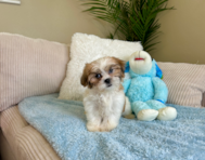 11 week old Teddy Bear Puppy For Sale - Lone Star Pups