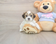 8 week old Teddy Bear Puppy For Sale - Lone Star Pups