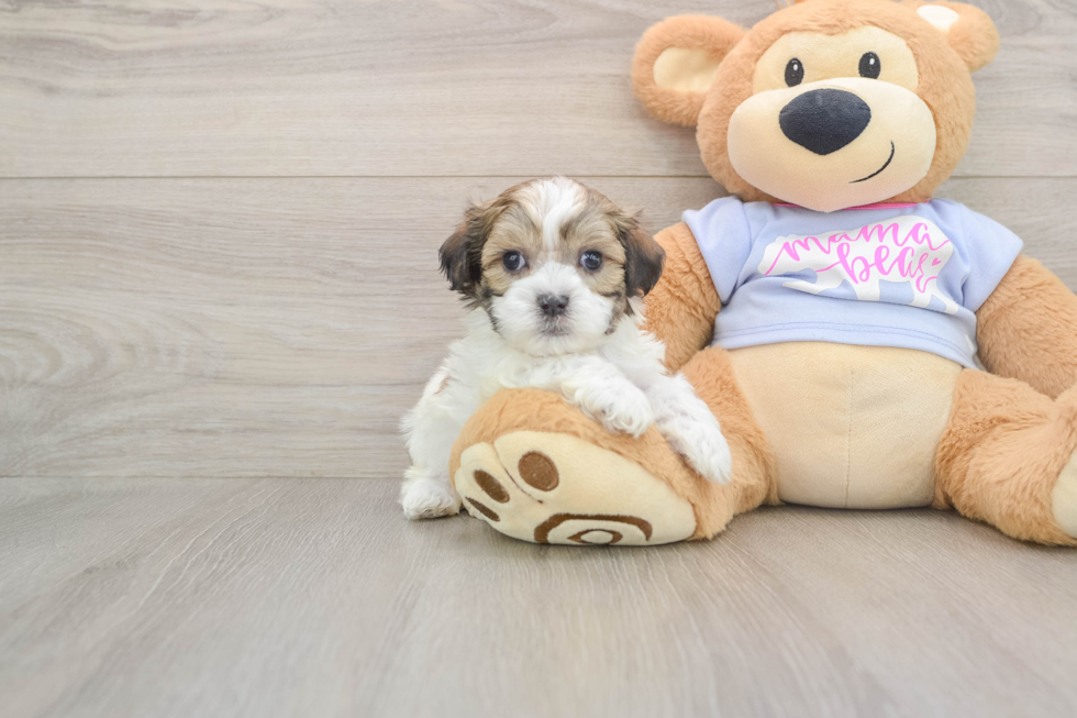 Fluffy Teddy Bear Designer Pup