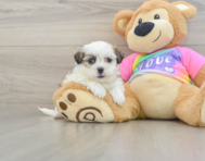 8 week old Teddy Bear Puppy For Sale - Lone Star Pups