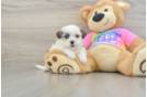Hypoallergenic Shit Designer Puppy