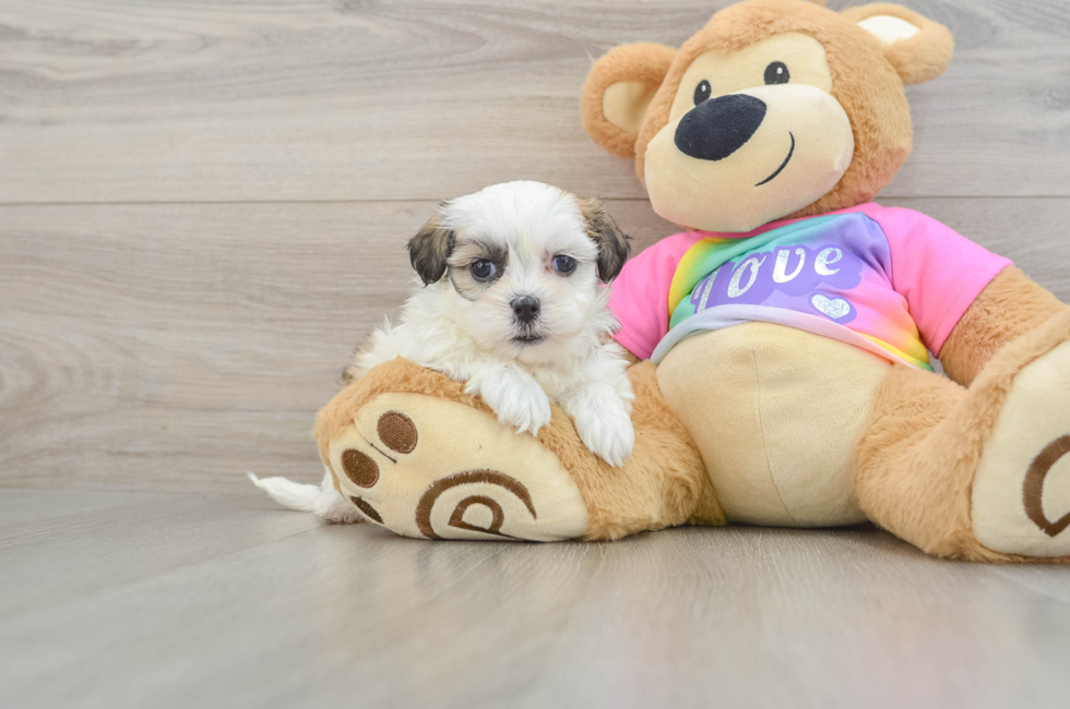 5 week old Teddy Bear Puppy For Sale - Lone Star Pups
