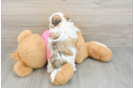 Fluffy Teddy Bear Designer Pup