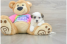 Playful Shit Designer Puppy
