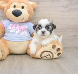 7 week old Teddy Bear Puppy For Sale - Lone Star Pups