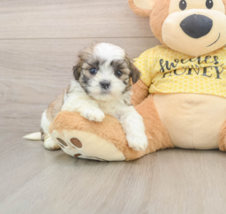 9 week old Teddy Bear Puppy For Sale - Lone Star Pups