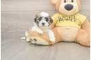 Teddy Bear Puppy for Adoption