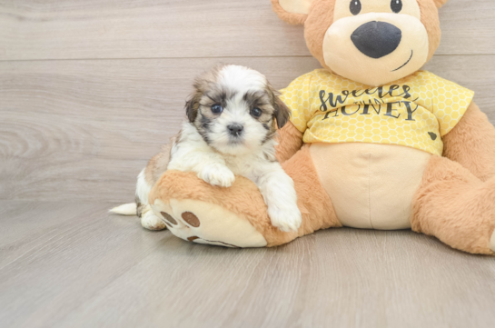 Teddy Bear Puppy for Adoption