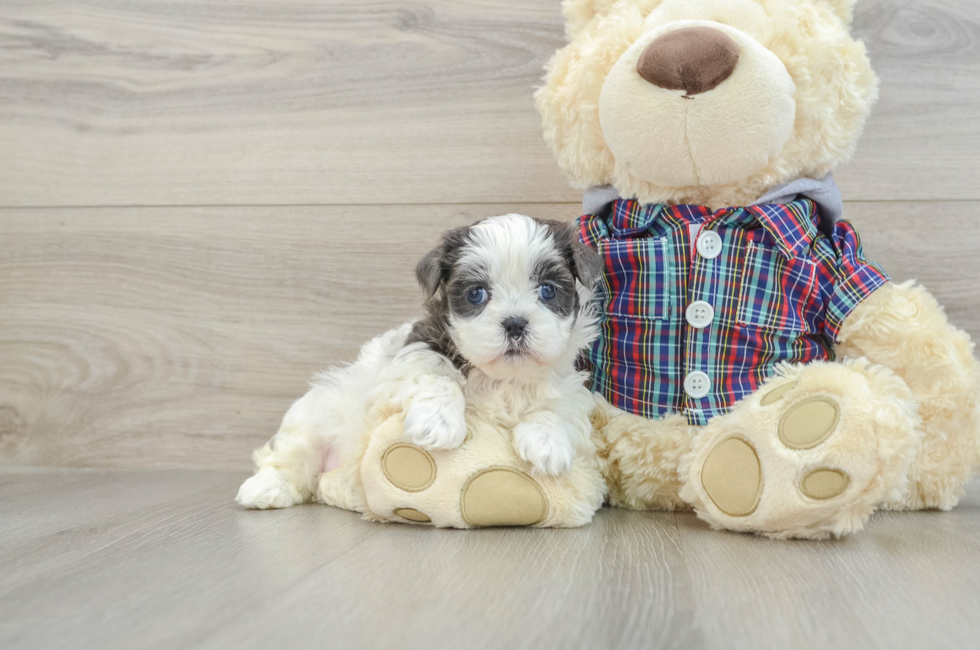 6 week old Teddy Bear Puppy For Sale - Lone Star Pups