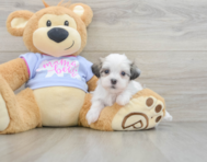 7 week old Teddy Bear Puppy For Sale - Lone Star Pups