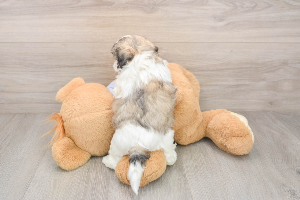 Energetic Shit Designer Puppy