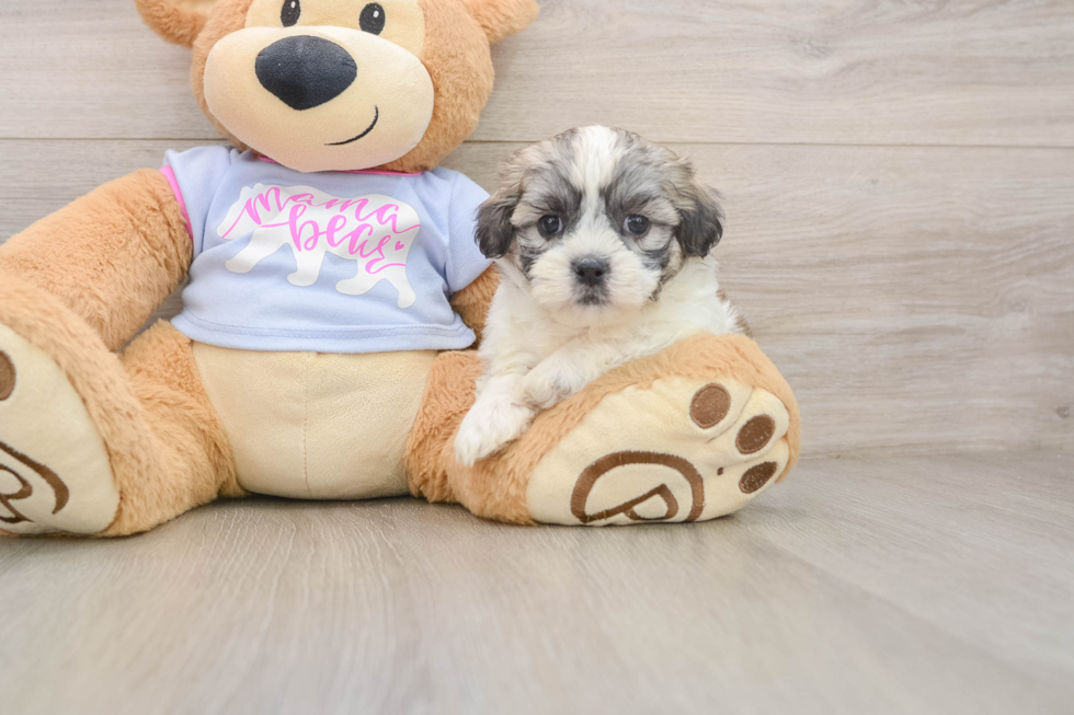 Adorable Shi Chon Designer Puppy