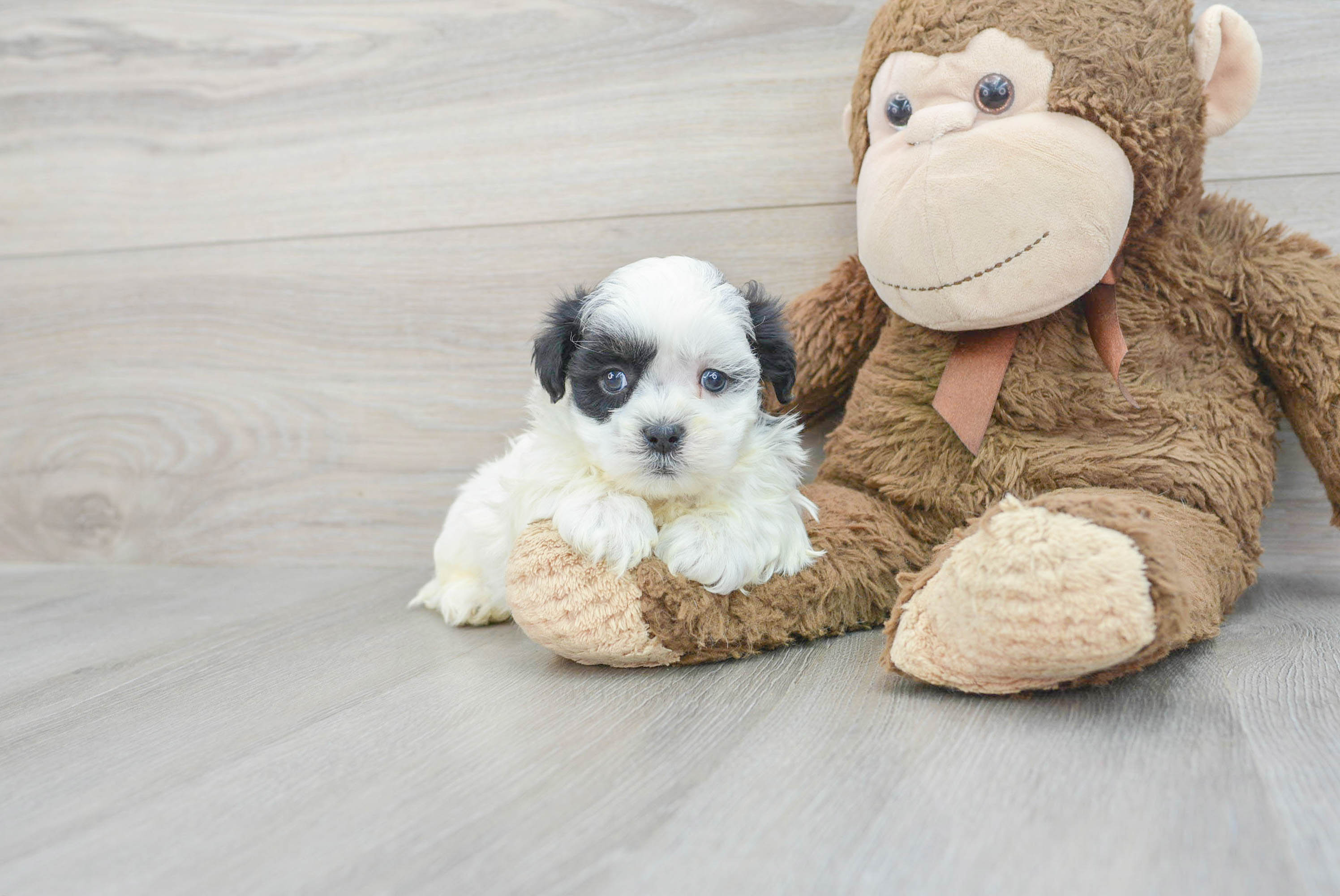 Small Teddy Bear Baby