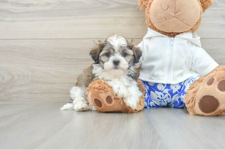 Best Teddy Bear Baby
