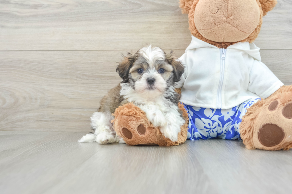 Best Teddy Bear Baby