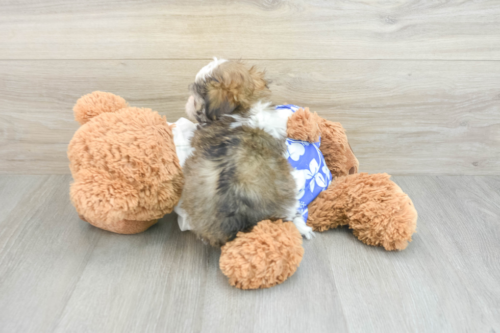 Teddy Bear Pup Being Cute
