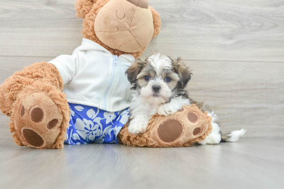 Teddy Bear Pup Being Cute
