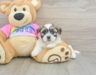 7 week old Teddy Bear Puppy For Sale - Lone Star Pups