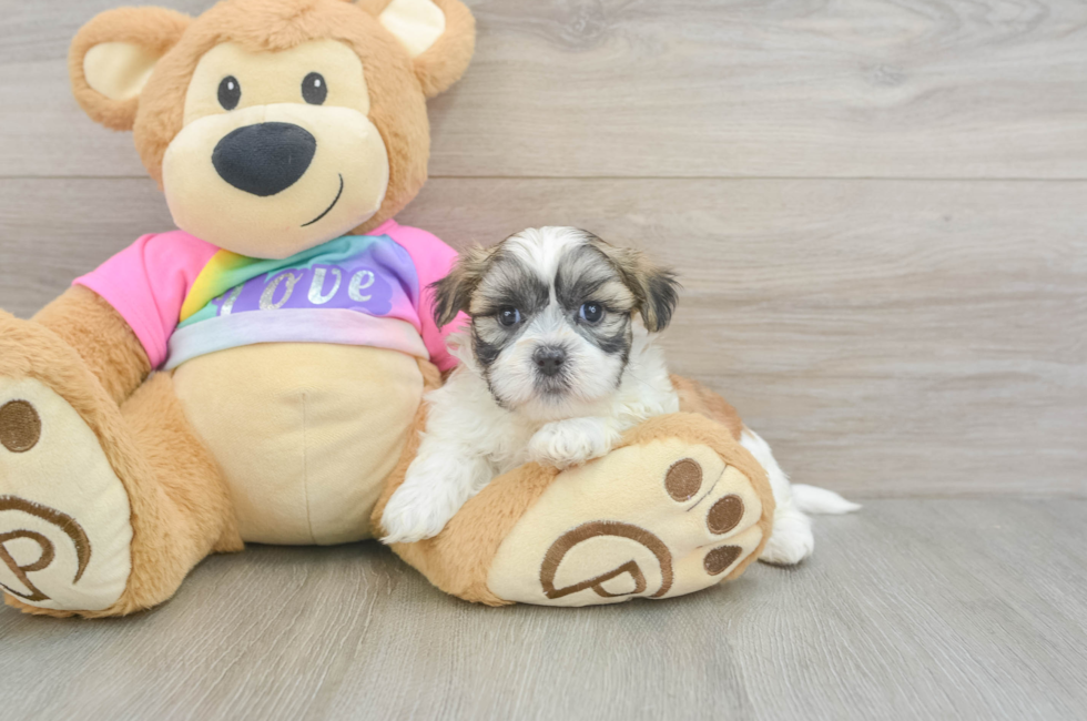 6 week old Teddy Bear Puppy For Sale - Lone Star Pups
