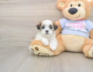 8 week old Teddy Bear Puppy For Sale - Lone Star Pups