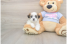 Teddy Bear Puppy for Adoption