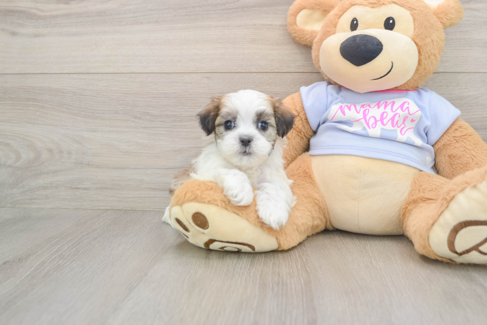 Teddy Bear Puppy for Adoption