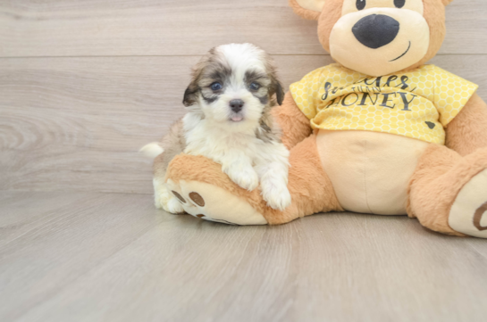 Little Shitzu Designer Puppy
