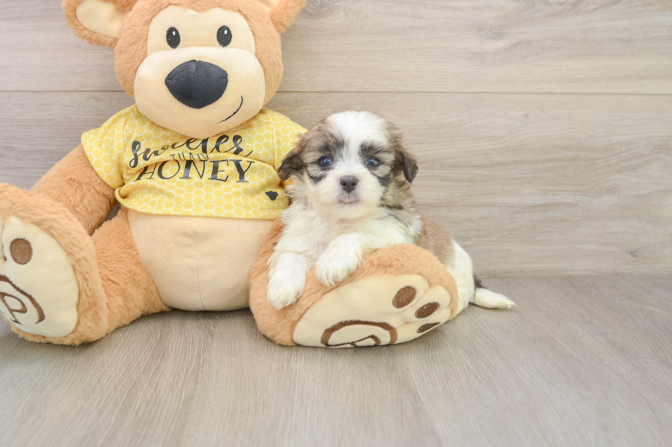 Petite Teddy Bear Designer Pup
