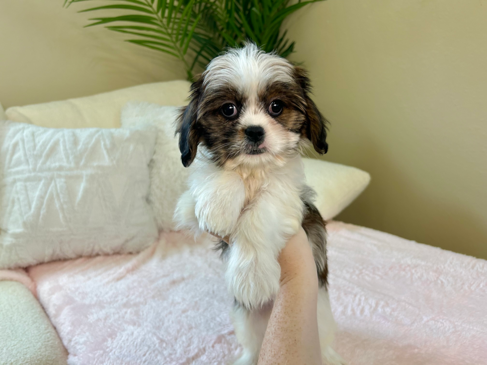 Teddy Bear Puppy for Adoption