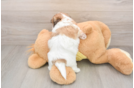 Teddy Bear Puppy for Adoption