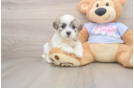 Funny Teddy Bear Designer Pup
