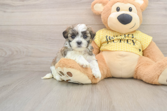 Smart Teddy Bear Designer Pup