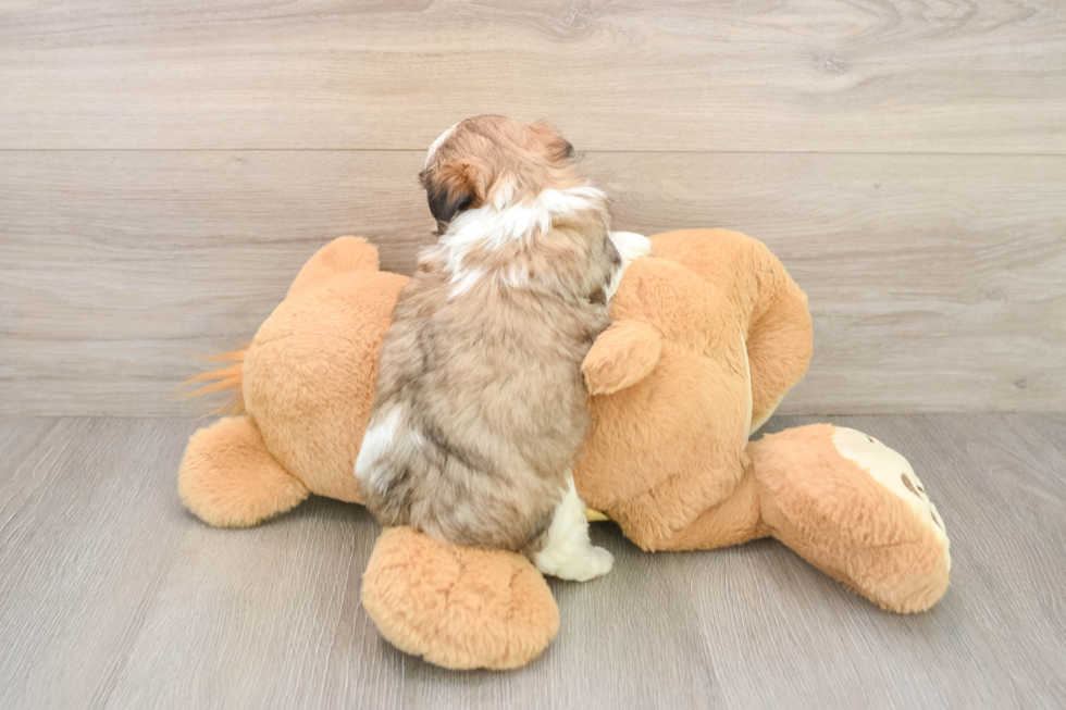 Teddy Bear Puppy for Adoption