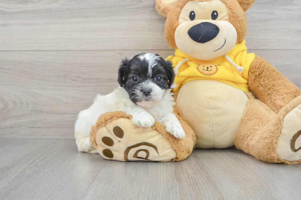 6 week old Teddy Bear Puppy For Sale - Lone Star Pups