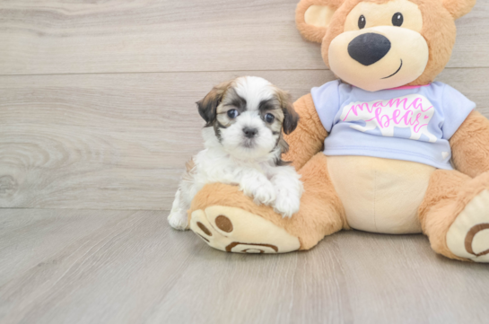 Teddy Bear Puppy for Adoption