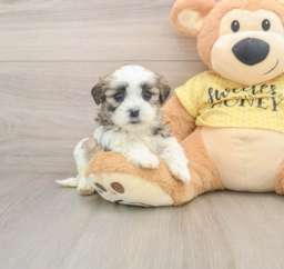 8 week old Teddy Bear Puppy For Sale - Lone Star Pups