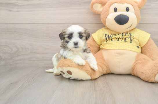 Hypoallergenic Shichon Designer Puppy