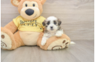 Teddy Bear Puppy for Adoption