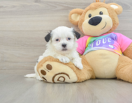 6 week old Teddy Bear Puppy For Sale - Lone Star Pups