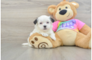 Best Teddy Bear Baby