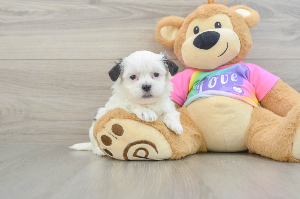 5 week old Teddy Bear Puppy For Sale - Lone Star Pups