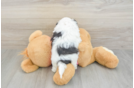 Popular Teddy Bear Designer Pup