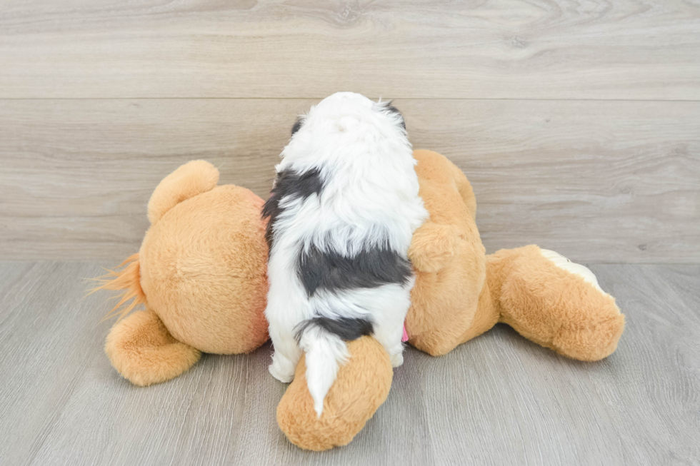 Popular Teddy Bear Designer Pup