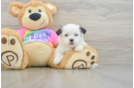 Teddy Bear Puppy for Adoption